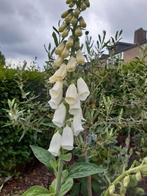 Zaden witte vingerhoedskruid/digitalis, Tuin en Terras, Bloembollen en Zaden, Voorjaar, Ophalen, Volle zon