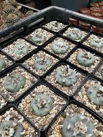 Lophophora Williamsii, 4-5 cm planten met vette wortels, Ophalen of Verzenden, Overige soorten, Volle zon