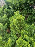 Conifeer haag handjesgroen voor kerststukjes, Ophalen of Verzenden, Conifeer, Haag, 100 tot 250 cm