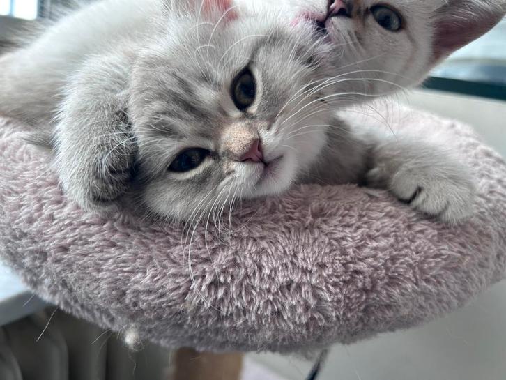 Britse Korthaar, Dieren en Toebehoren, Katten en Kittens | Raskatten | Korthaar, Meerdere dieren
