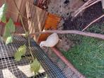 Japans Celadon kwartel haantje gratis, Mannelijk, Tropenvogel