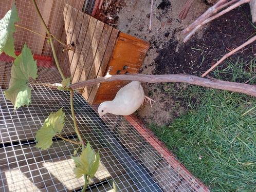 Japans Celadon kwartel haantje gratis, Dieren en Toebehoren, Vogels | Overige Vogels, Tropenvogel, Mannelijk