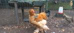 Brahma haan, Dieren en Toebehoren, Pluimvee, Mannelijk, Kip