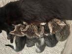 5 kittens, Dieren en Toebehoren, Meerdere dieren, Kortharig, 0 tot 2 jaar