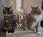 maine coons te koop, Meerdere dieren