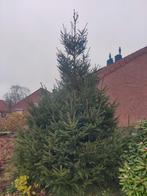 Prachtige Zuilboom / kerstboom te koop!, Tuin en Terras, Bloeit niet, Zuilboom, 400 cm of meer, Ophalen