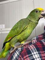 Jonge handtamme magna dubbelgeelkop amazone, Dieren en Toebehoren, Vogels | Parkieten en Papegaaien, Mannelijk, Papegaai, Tam