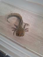 Axolotl wildkleur, Dieren en Toebehoren, Amfibie, 0 tot 2 jaar