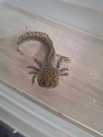 Axolotl wildkleur beschikbaar voor biedingen
