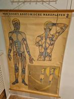 Van Goor's anatomische wandplaten nr 2, Antiek en Kunst, Antiek | Schoolplaten, Ophalen, Natuur en Biologie
