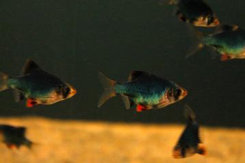 Groene sumatraan (Barbus tetrazona) beschikbaar voor biedingen