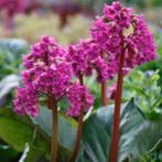 Schoenlappersplant ca 25 cm hoog Prijs p/stuk, Tuin en Terras, Overige soorten, Vaste plant, Ophalen of Verzenden, Halfschaduw