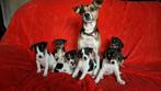 Boerenfox pups ( VERKOCHT, zie tekst ), CDV (hondenziekte), 8 tot 15 weken, Meerdere, Meerdere dieren