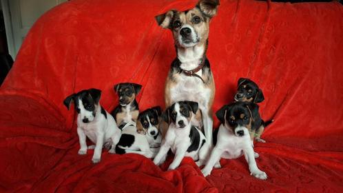 Boerenfox pups ( VERKOCHT, zie tekst ), Dieren en Toebehoren, Honden | Niet-rashonden, Klein, Meerdere dieren, Particulier, Meerdere