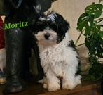 Maltipoo (Maltese/Poedelpuppy's), Dieren en Toebehoren, Particulier, 15 weken tot 1 jaar, Overige rassen, Buitenland