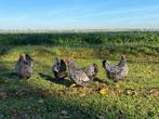 Wyandotte kriel kippen zilverzwart gezoomd gesekst + ingeënt, Dieren en Toebehoren, Pluimvee, Vrouwelijk, Kip