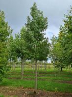 Amberboom 6 meter, Tuin en Terras, Planten | Bomen, Bloeit niet, 400 cm of meer, Volle zon, In pot