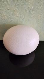 Struisvogel Ei, Huis en Inrichting, Ophalen of Verzenden