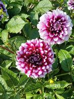 Grote dahlia knol van dahlia  Edinburgh, Tuin en Terras, Bloembollen en Zaden, Ophalen, Voorjaar, Volle zon, Knol