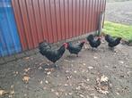 Grote australorp kippen., Dieren en Toebehoren, Pluimvee, Meerdere dieren, Kip