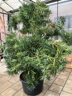 Japanse Boeddhaboom, Halfschaduw, Overige soorten, Lente, 100 tot 250 cm