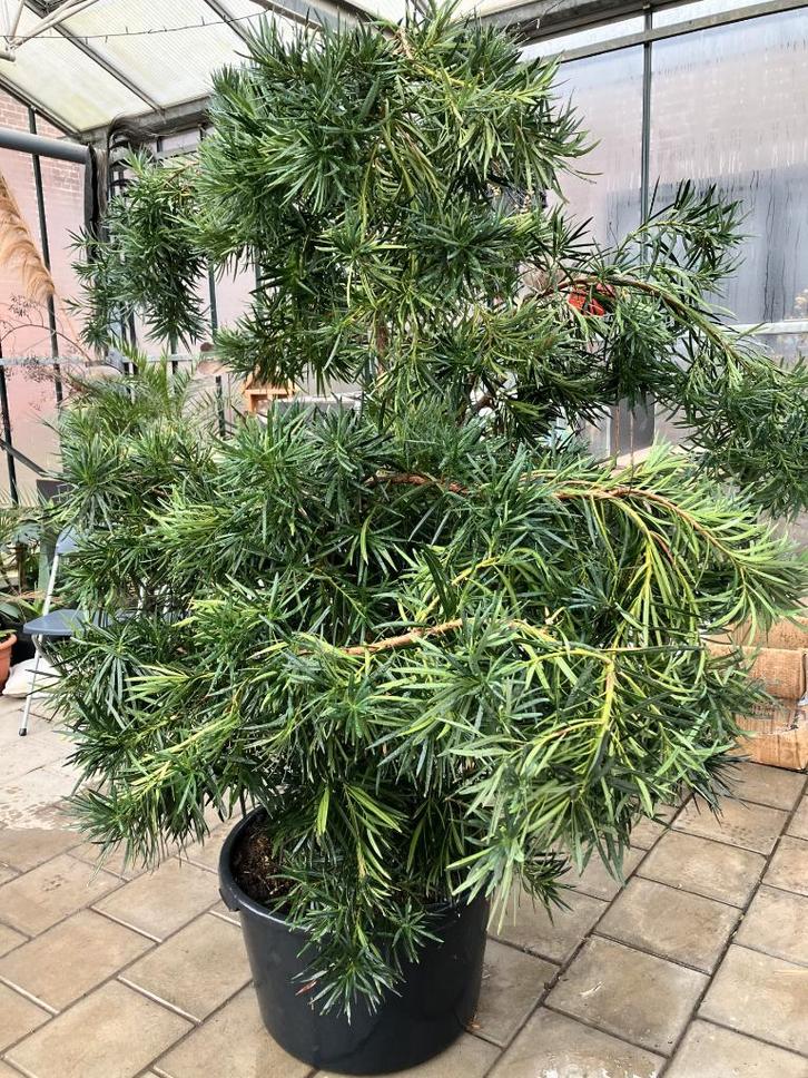 Japanse Boeddhaboom, Tuin en Terras, Planten | Bomen, Overige soorten, 100 tot 250 cm, Halfschaduw, Lente, In pot, Ophalen