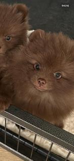 Choco Pomeranian Teefje – Beschikbaar 16 December, Dieren en Toebehoren, Honden | Poolhonden, Keeshonden en Oertypen, Keeshond