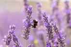 Lavendel - 'Hidcote' p9 tuinplanten, Tuin en Terras, Planten | Tuinplanten, Overige soorten, Volle zon, Vaste plant, Ophalen of Verzenden