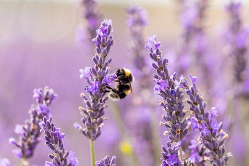 Lavendel - 'Hidcote' p9 tuinplanten, Tuin en Terras, Planten | Tuinplanten, Vaste plant, Overige soorten, Volle zon, Zomer, Ophalen of Verzenden