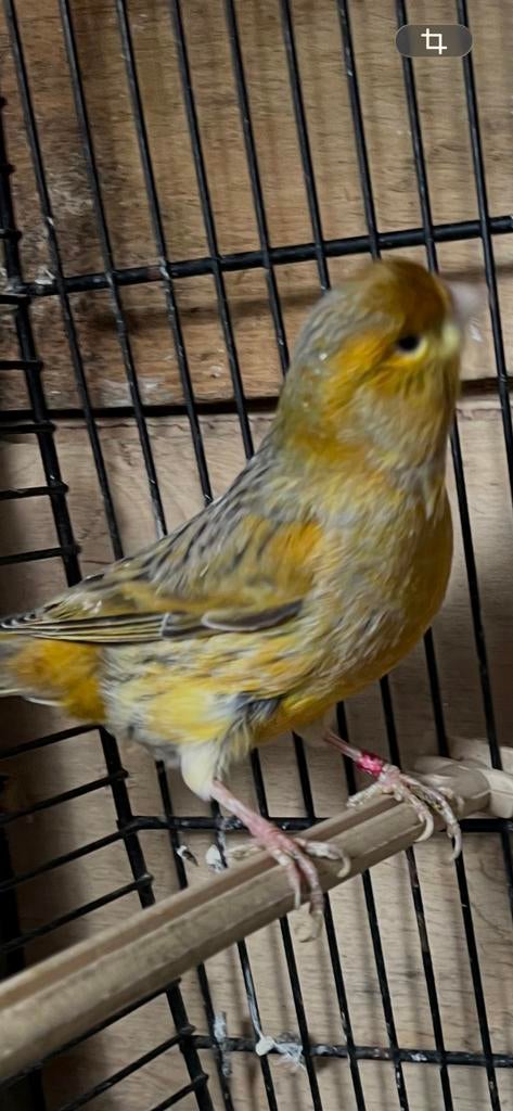 3 kanaries mannen van 2025,2024, Dieren en Toebehoren, Vogels | Kanaries, Mannelijk, Kleurkanarie