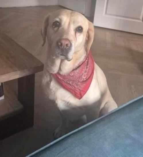 Oppas gezocht spoed, Dieren en Toebehoren, Honden | Retrievers, Spaniëls en Waterhonden, Teef, Overige rassen, Particulier, Eén hond