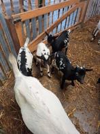 Super makke dwerggeit bokjes, Dieren en Toebehoren, Schapen, Geiten en Varkens, Meerdere dieren, Geit