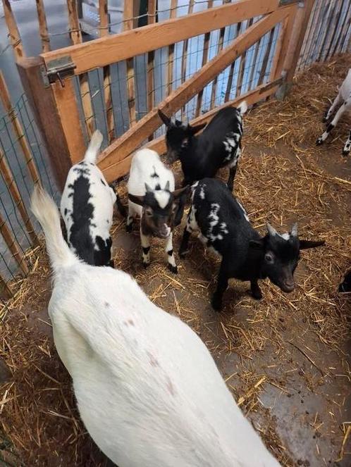Super makke dwerggeit bokjes, Dieren en Toebehoren, Schapen, Geiten en Varkens, Geit, Meerdere dieren