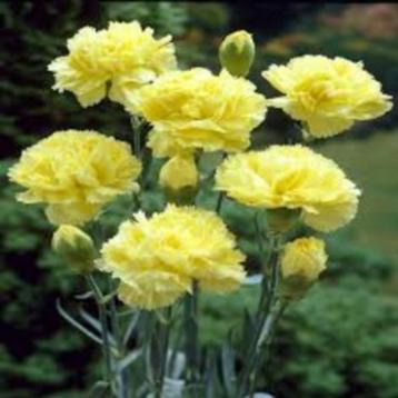 Dianthus caryophyllus (Tuinanjer) beschikbaar voor biedingen