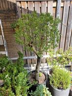olijfboompje in pot 1,25m mooi gevormd, Ophalen, In pot, Olijfboom, 100 tot 250 cm