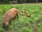 Mangalitza biggen, Dieren en Toebehoren, Meerdere dieren, Varken