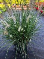 Aanbieding: Lampenpoetsergras, Pennisetum Hameln grote maat, Ophalen, Volle zon, Vaste plant, Siergrassen