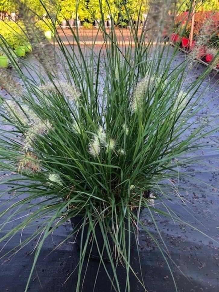Aanbieding: Lampenpoetsergras, Pennisetum Hameln grote maat, Tuin en Terras, Planten | Tuinplanten, Vaste plant, Siergrassen, Volle zon