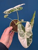 Alocasia Frydek Variegata p10 (2), Huis en Inrichting, Kamerplanten, Ophalen of Verzenden, Halfschaduw, Minder dan 100 cm