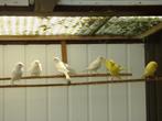 Kanaries, Dieren en Toebehoren, Vogels | Kanaries, Mannelijk, Zangkanarie