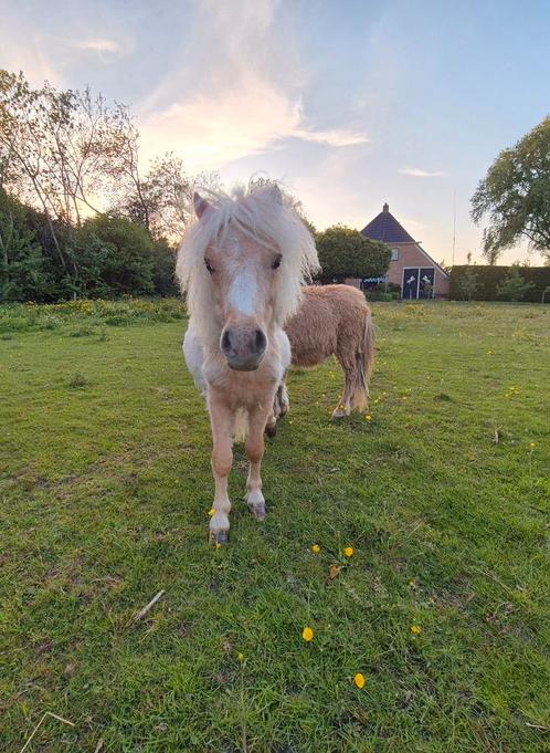 PALAMINO jaarling hengstje, Dieren en Toebehoren, Pony's, Hengst, Recreatiepony, 0 tot 2 jaar