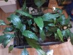 Sanseveria, lepelplant, vaderplant en pannekoekplant, Huis en Inrichting, Ophalen, Overige soorten, Halfschaduw, Minder dan 100 cm