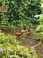 Vorwerk kriel, Dieren en Toebehoren, Pluimvee, Meerdere dieren, Kip