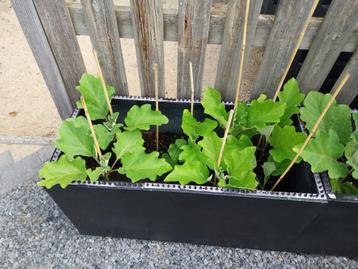 15  aubergine planten   beschikbaar voor biedingen