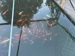 Koi’s ca 50-60 cm, goudwindes en goudvissen., Dieren en Toebehoren, Overige soorten