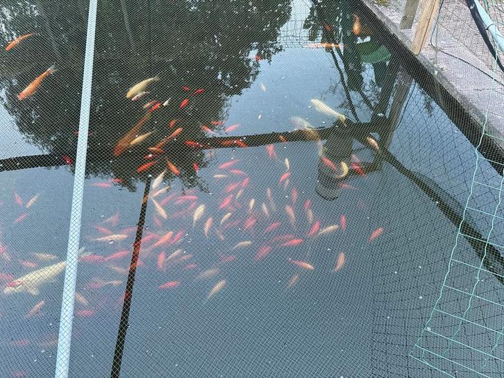 Koi’s ca 50-60 cm, goudwindes en goudvissen., Dieren en Toebehoren, Vissen | Vijvervissen, Overige soorten