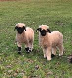 Walliser Schwarznasse ramlammetjes tekoop, Dieren en Toebehoren, Mannelijk, Schaap