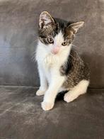 Lief katertje, Dieren en Toebehoren, Katten en Kittens | Overige Katten, Kater