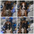 Duitse boxerpuppy's jongens, Dieren en Toebehoren, Nederland, Rabiës (hondsdolheid), Overige rassen, 8 tot 15 weken