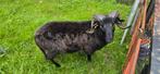 Mooie jonge Drents heideschaap ram, Dieren en Toebehoren, Schapen, Geiten en Varkens, Mannelijk, Schaap